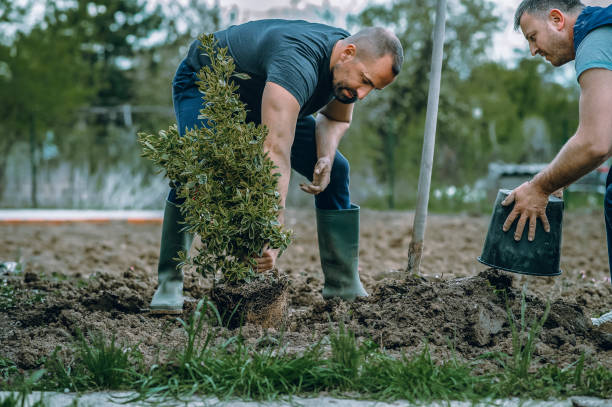 How Our Tree Care Process Works  in  Fanning Springs, FL